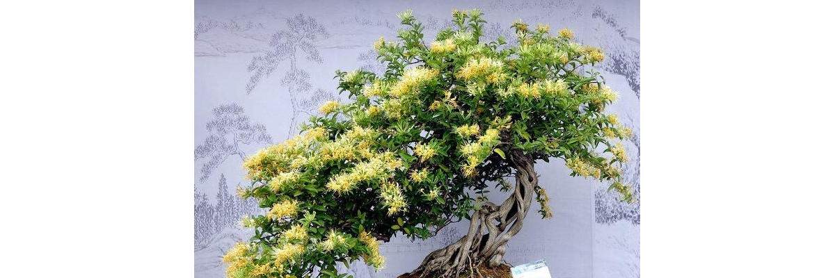 【金银花盆景】制作_养护_种植_栽培_图片大全 - penjing8|盆景吧