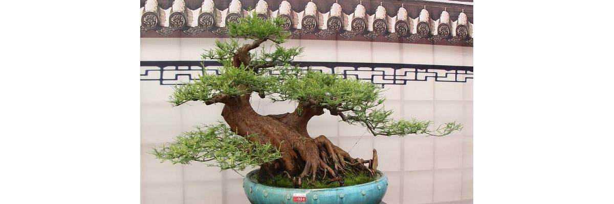 【精品盆景】文人树_树桩_欣赏_榆树_图片大全 - penjing8|盆景吧