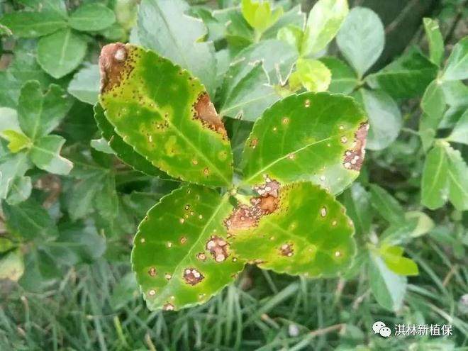 盆景制作 病虫  黄杨盆景的叶斑病      发生在叶片上的褐斑病,炭疽病