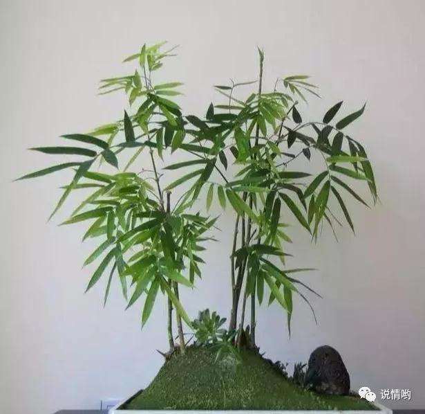 竹子盆景怎么栽培修剪的方法