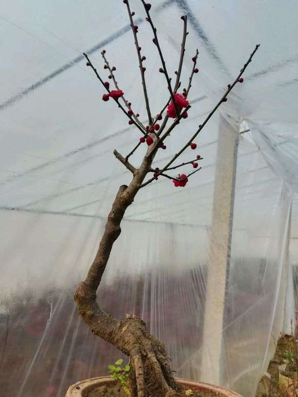 红须朱砂梅花下山桩已开花 怎么样 图片