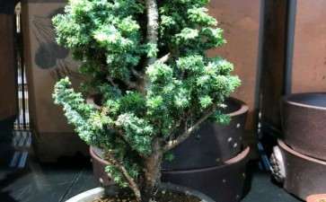 石化桧盆栽用纯赤玉土 好不好 图片 - penjing8|盆景吧