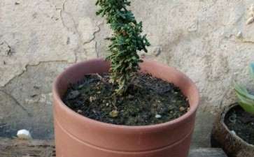石化桧盆栽用纯赤玉土 好不好 图片 - penjing8|盆景吧