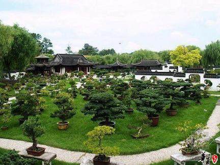 扬州有珍奇 “天笋”盆景