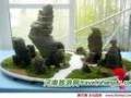 河南省第六届盆景艺术展在平顶山举行