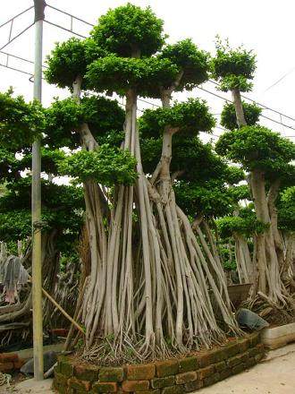 漳州榕树盆景怎么修剪造型的方法