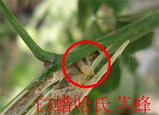 大叶黄杨几种常见病虫害