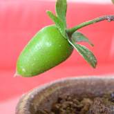 蜡和柿子盆景怎么培育的5个方法