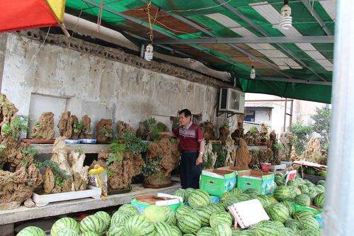 卖西瓜的摊贩也连带着做起卖盆景的生意