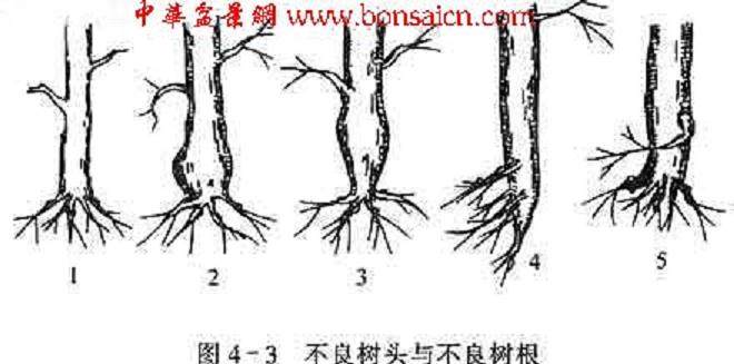岭南盆景怎么截干蓄枝的5个方法