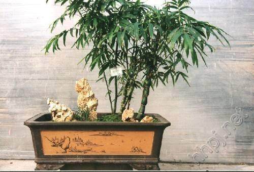 竹类盆景怎么养护的3个方法