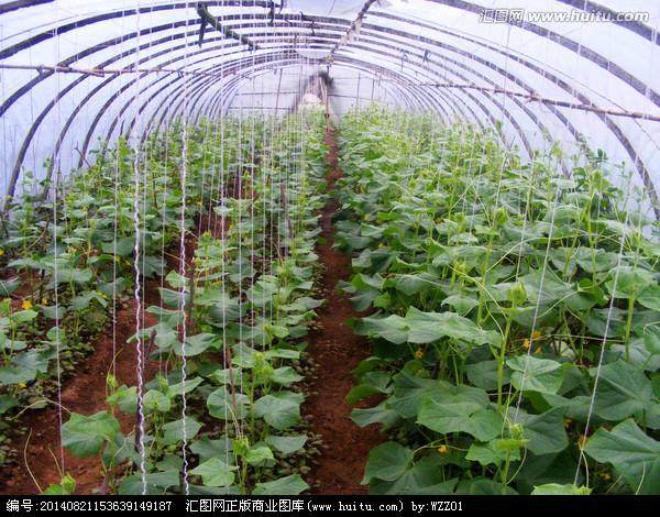 温室蔬菜主要虫害防治技术