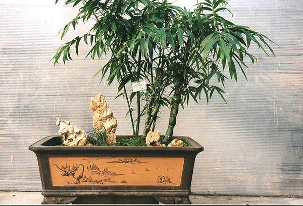 佛肚竹盆景怎么取材与培育的2个方法