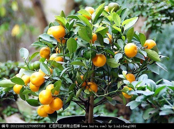 北方盆栽金橘怎么防治落果的方法 图片