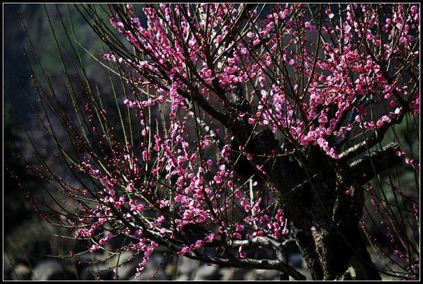盆梅盆景在春季发芽前的栽培方法