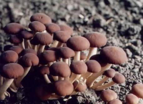 杨树菇的特性及人工栽培技术研究