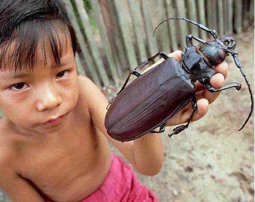 泰坦甲虫是生活于南美亚马逊雨林中最大的一种甲虫