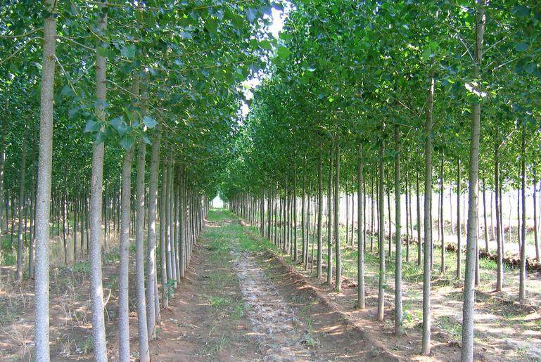 杨树一年生苗造林斩梢灭芽技术研究