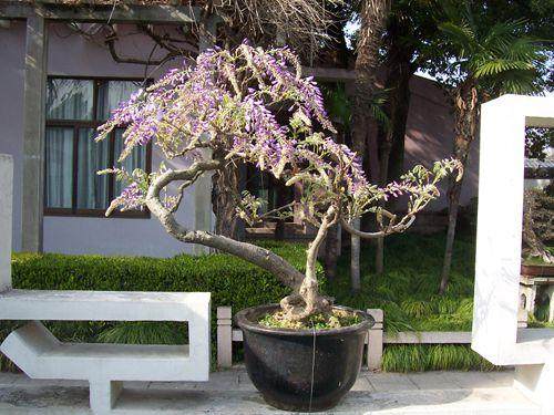 如何家庭养护紫藤盆景
