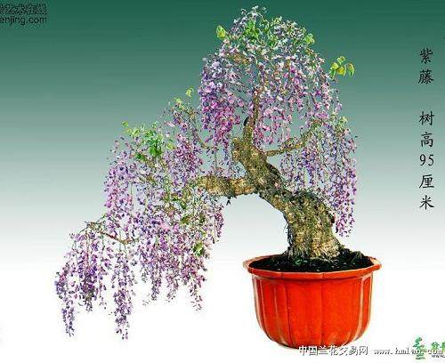 紫藤盆景发芽的繁殖方法 图片