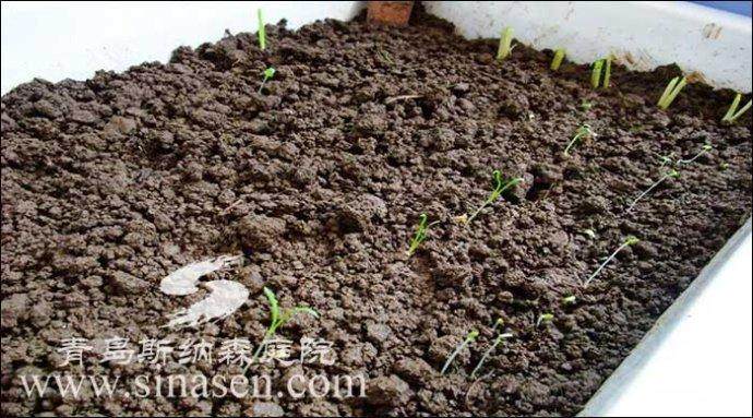 家里的盆栽花卉的土壤如何消毒