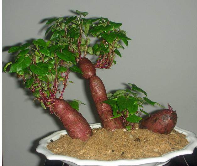 红薯叶水培怎么发芽制作盆景 图片