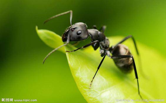 榕树盆景中有蚂蚁怎样才能去除