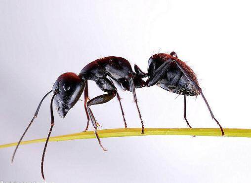 如何清除盆栽中的蚂蚁和白蚁