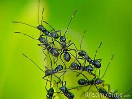 室内盆栽有蚂蚁 怎么办