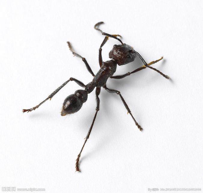 盆景里发现蚂蚁怎么处理