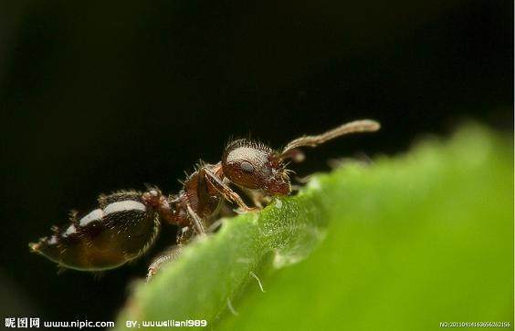 盆景里的蚂蚁对植物有危害