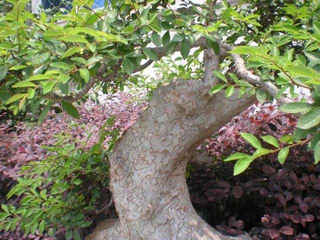 榔榆树桩下山桩怎样移栽 5月挖可以成活吗