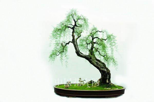 中州盆景三大树种 石榴和柽柳盆景的制作