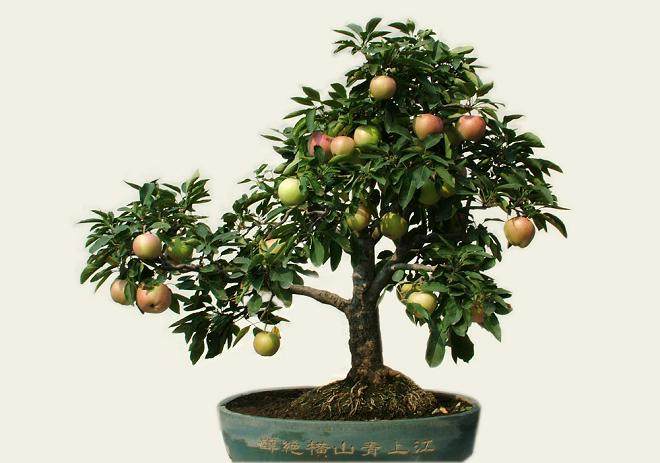一盆微型苹果盆景树能卖到1.8888万元