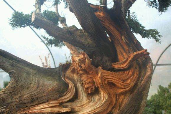 图解 新作柏树盆景怎么丝雕的方法