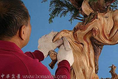 图解 柏树盆景丝雕怎么制作的方法