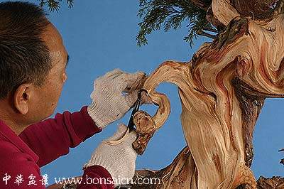 图解 柏树盆景丝雕怎么制作的方法