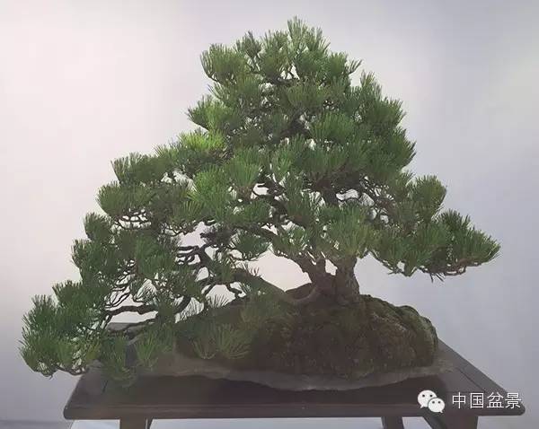 2015中国沭阳花木盆景节于9月28日至10月7日举办