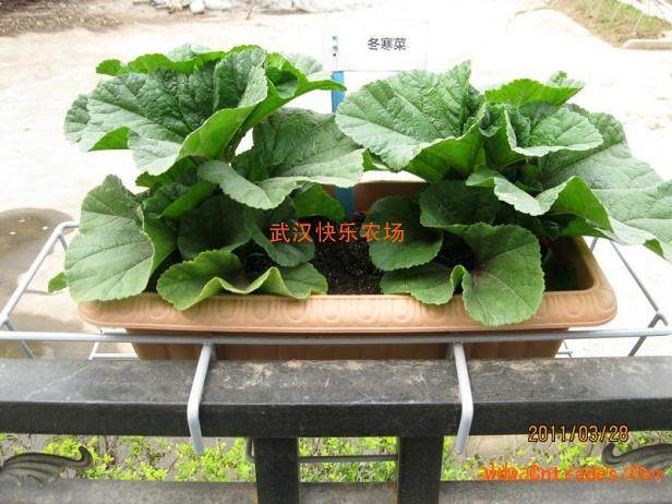 连云港蔬菜专业合作社把目光投向可食用的蔬菜盆景