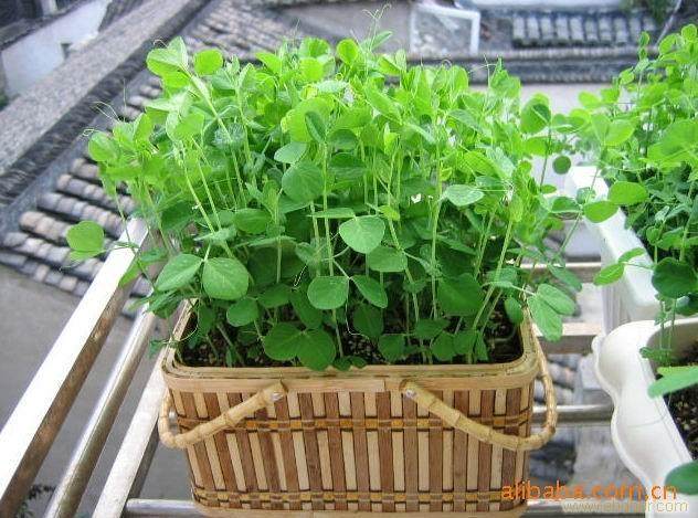 重庆辉哥农业发展有限公司在忠县率先开发蔬菜盆景