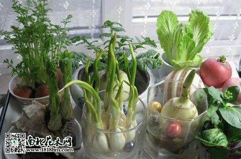 新发明一般适合种叶菜胡萝卜和盆景类的蔬菜