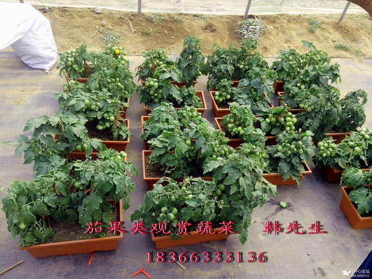 长沙都市白领在家种“盆景蔬菜”（图）
