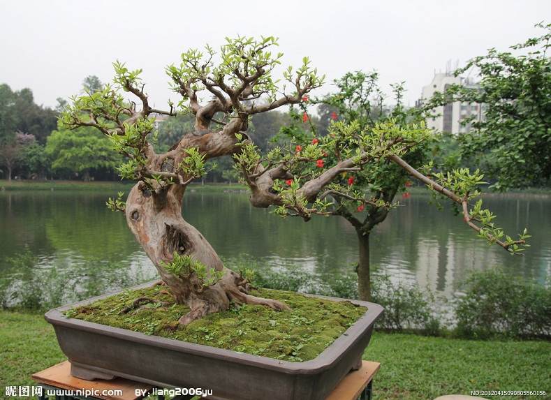 上海植物园赴宁波清点复壮盆景