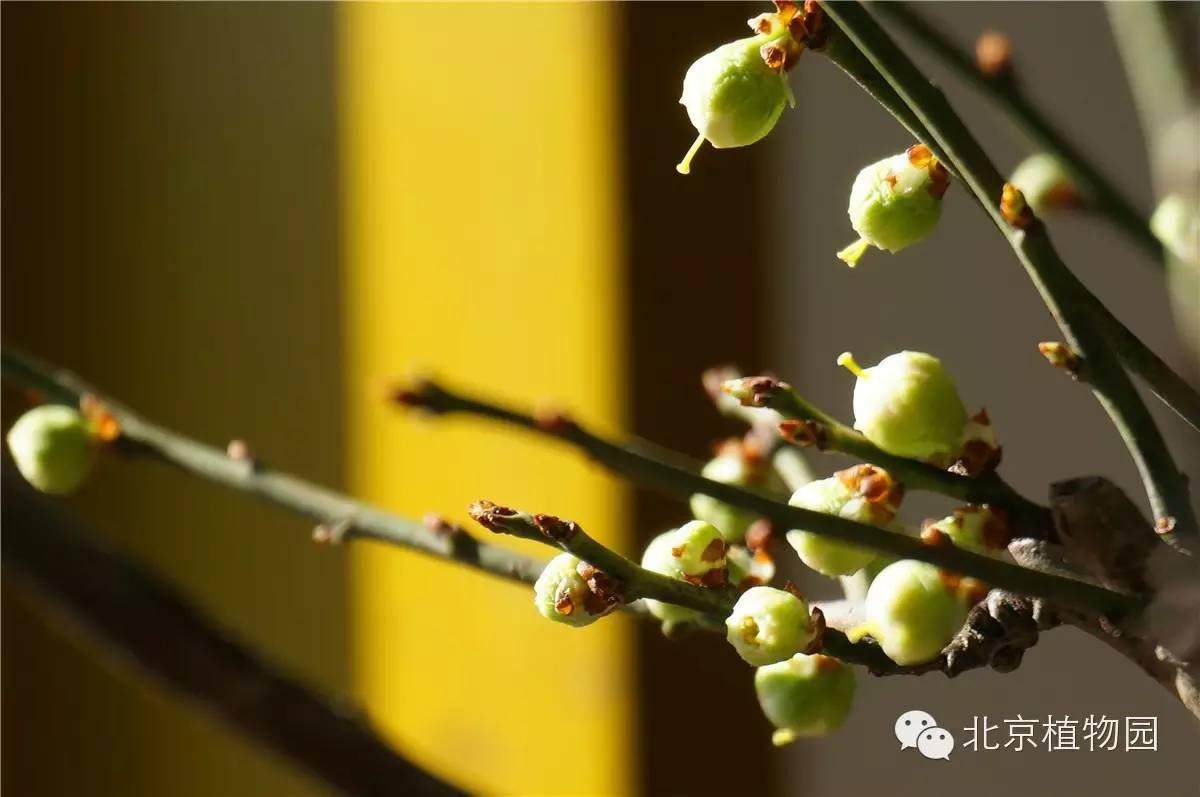 北京植物园梅花蜡梅盆景展