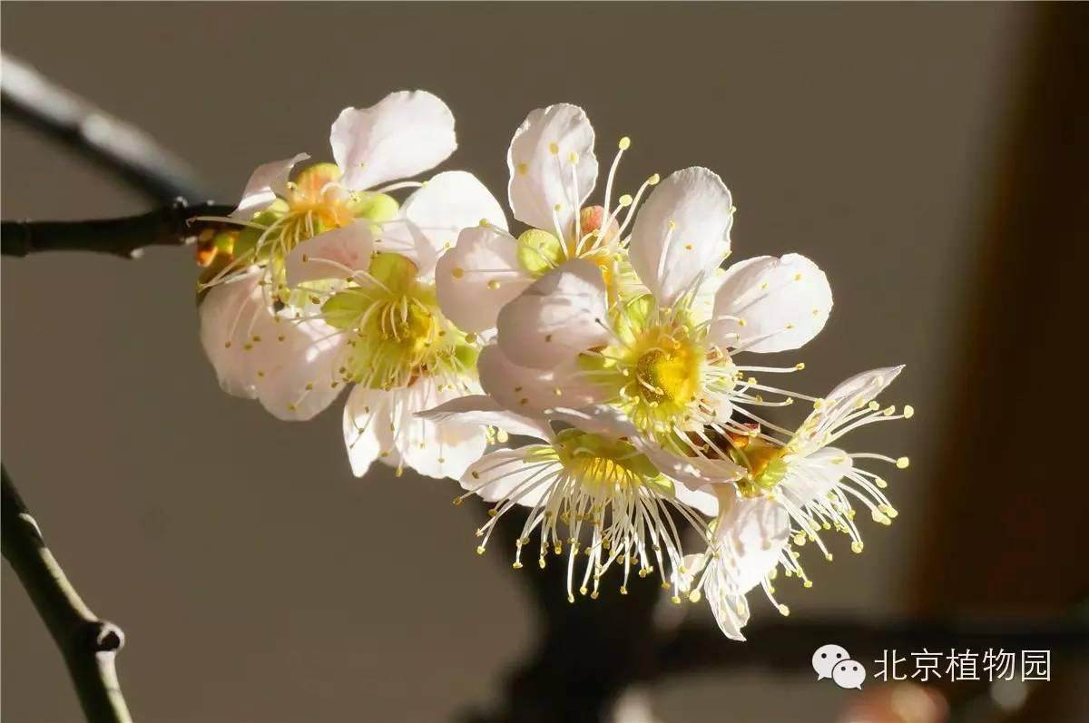 北京植物园梅花蜡梅盆景展
