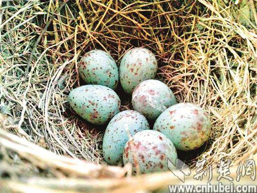 居民阳台上养盆景 吸引小鸟来筑巢孵蛋