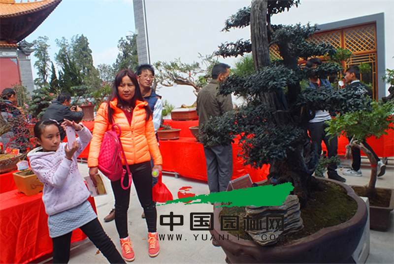 云南大理市盆景协会举办盆景展