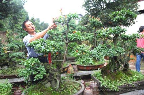 前景堪忧 树根盆景转型花草盆景