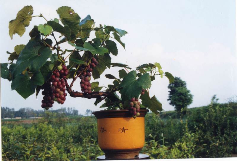 盆景致富一亩葡萄可卖出三十万元