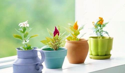 阳台中怎么种植子盆栽的5个方法